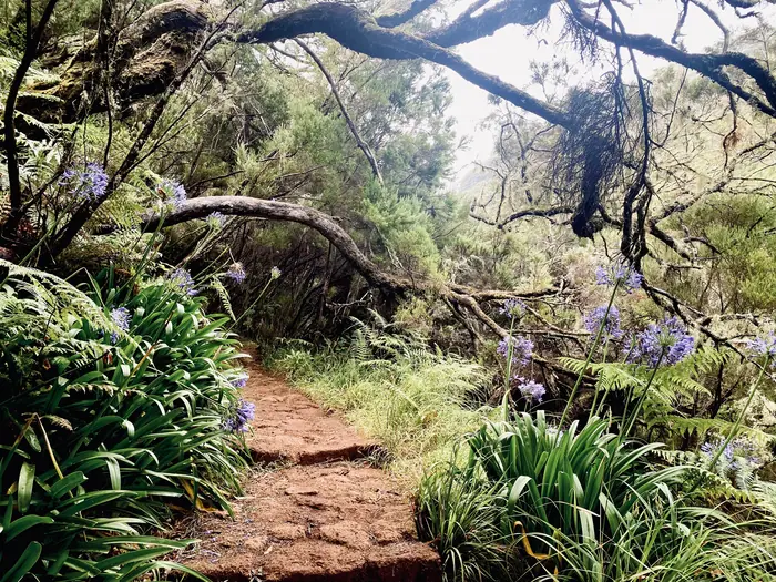 Caminho de levada entre agapantos em flor