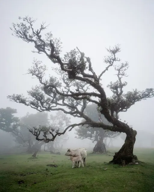 Forêt de lauriers de Fanal
