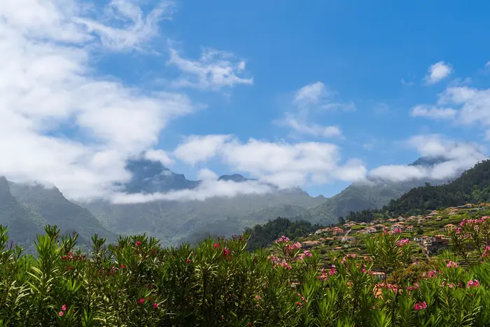 Loendros em flor com nuvens sobre as montanhas